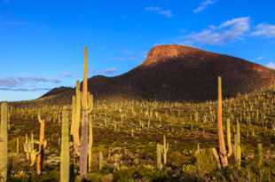 Saguaro National Park-6432.jpg